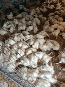 Bé trai 6 tuổi b.ị b.ỏ lại trước cổng chùa cùng lá thư viết tay của người ‘bí ẩn’